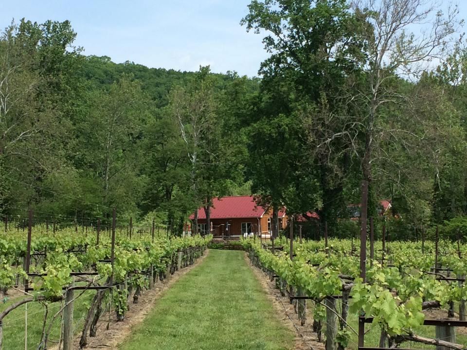 DuCard Vineyards - 7