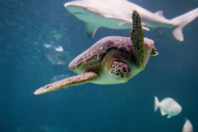 North Carolina Aquarium at Pine Knoll Shores - 6