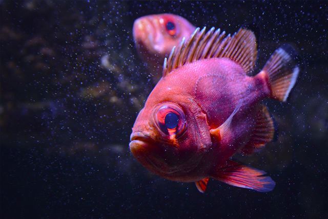 North Carolina Aquarium at Pine Knoll Shores - 2