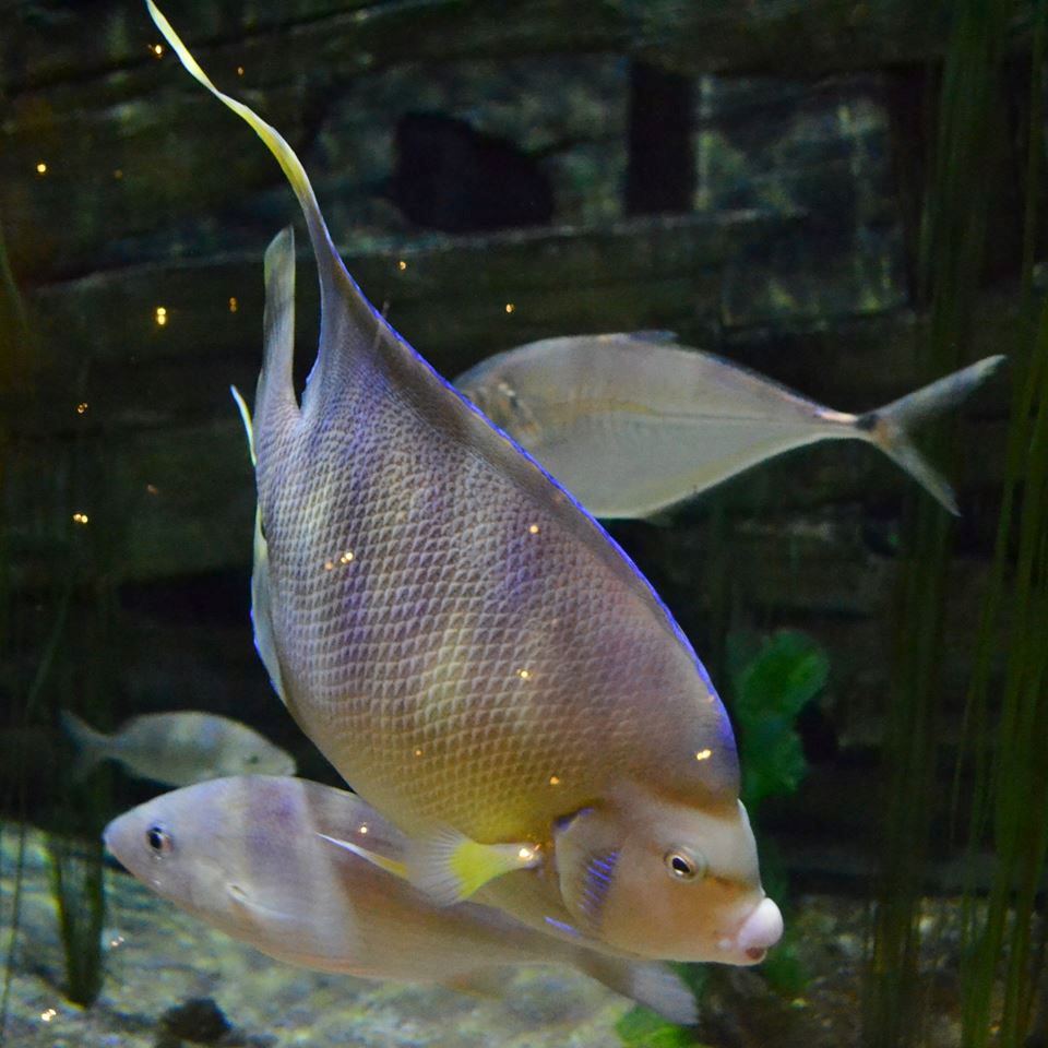 NC Aquarium on Roanoke Island - 4