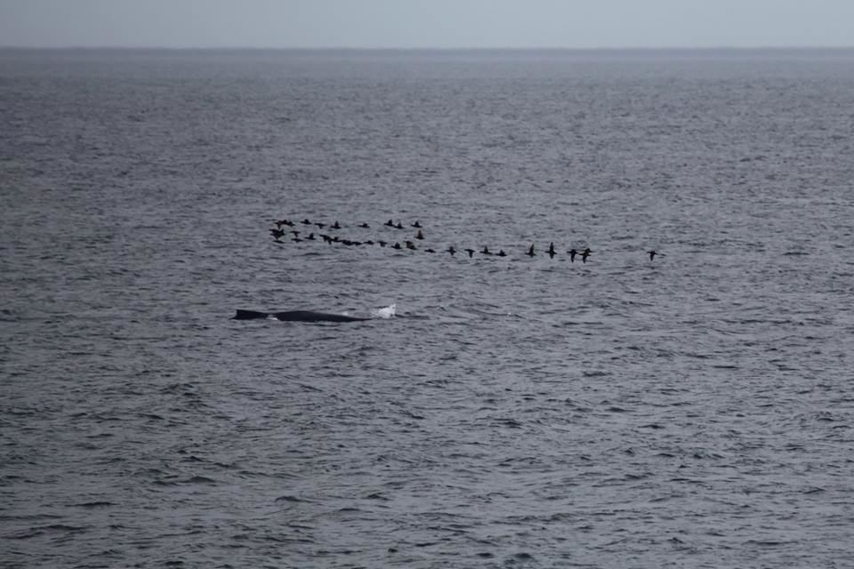 Jennette's Pier in Nags Head - 7