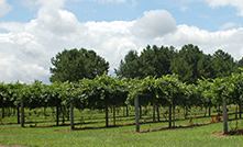 Duplin Winery - 6
