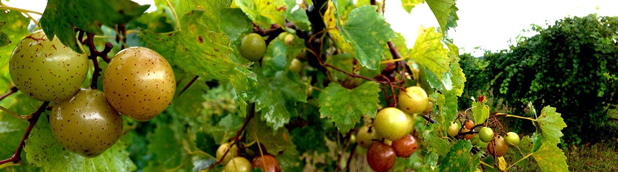 Old North State Winery - 1