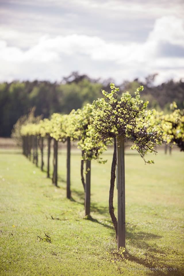 Silver Coast Winery - 5