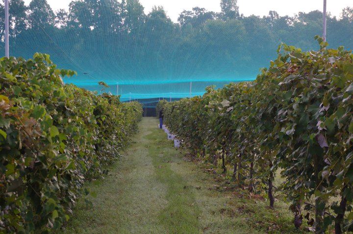 The Winery at Iron Gate Farm - 1