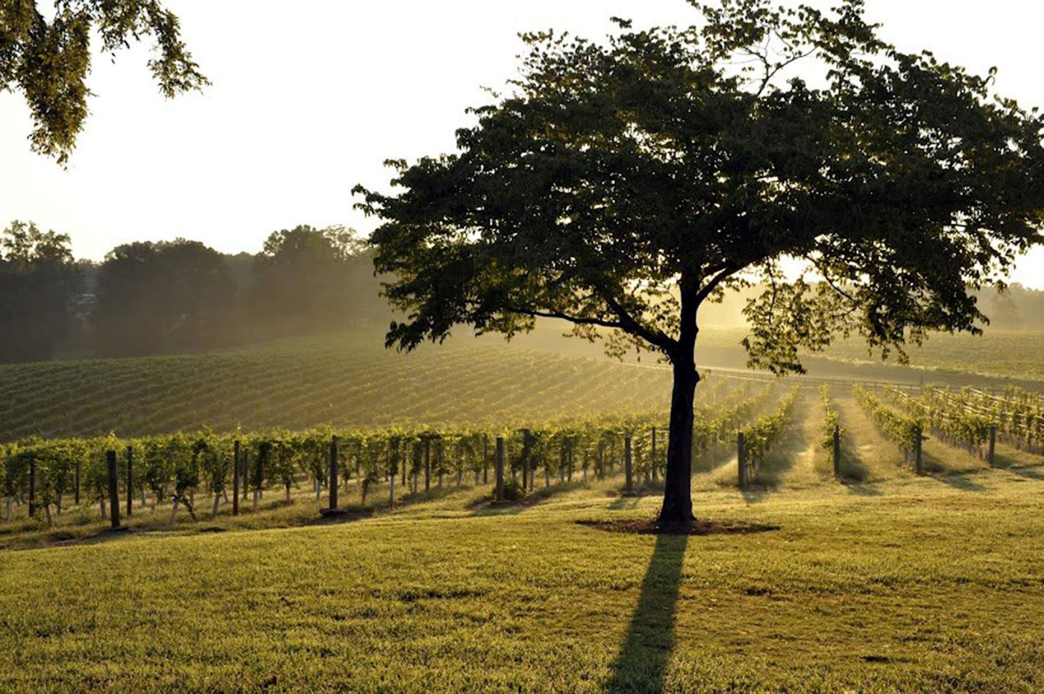 Westbend Vineyards - 6