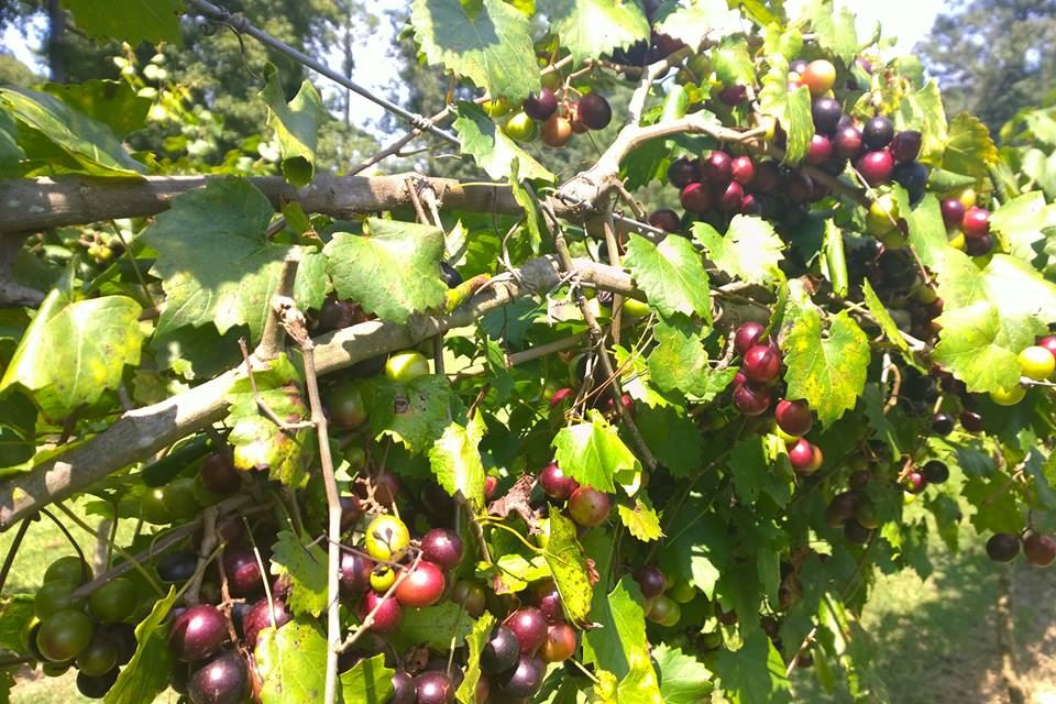 The Country Squire - 3