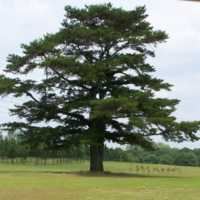 Tartan Pines Golf Club - 1