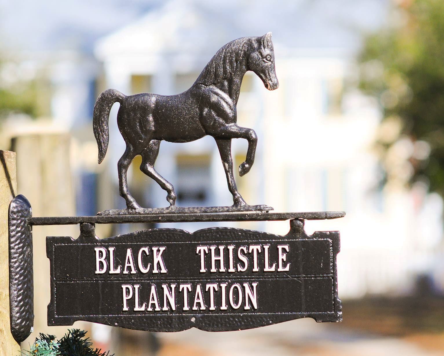 Black Thistle Plantation - 1