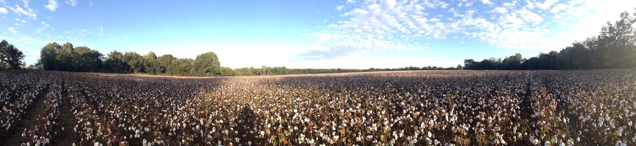 The Cotton Museum - 4