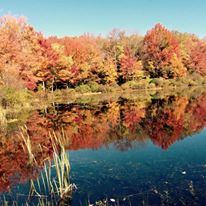 The Beechwoods at Villa Roma - 2