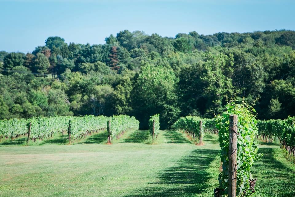 Stonington Vineyards - 3