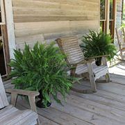 The rustic cypress - 6