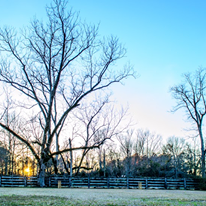 The rustic cypress - 2