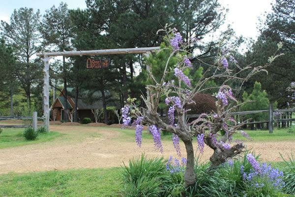 Chapel in the pines - 7