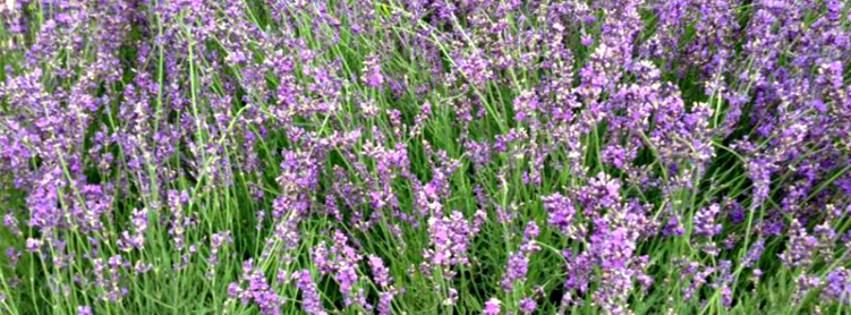 Lavender Fields at Warrington Manor - 6