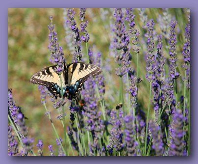 Lavender Fields at Warrington Manor - 1