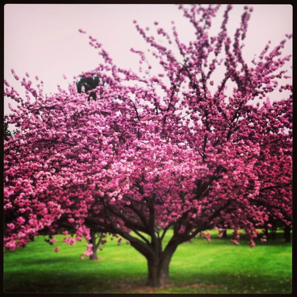 The Rookery North - 6