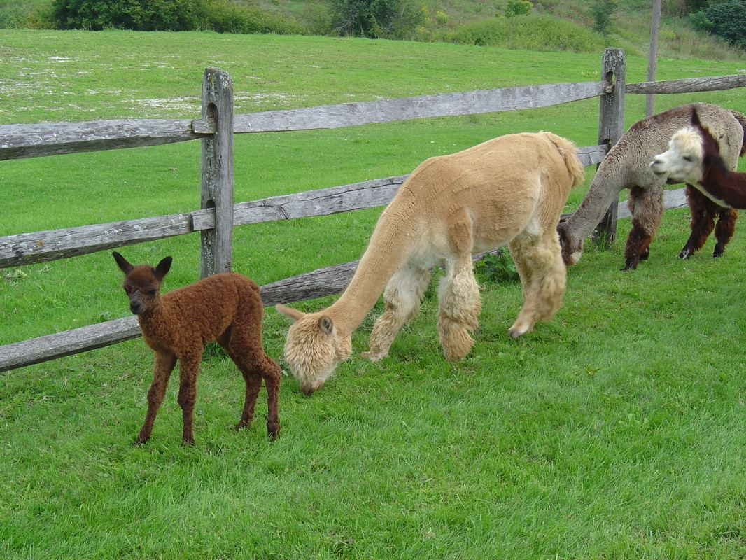 The Vermont Wedding Barn at Champlain Valley Alpacas - 4