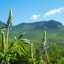 Loon Mountain Resort - 1