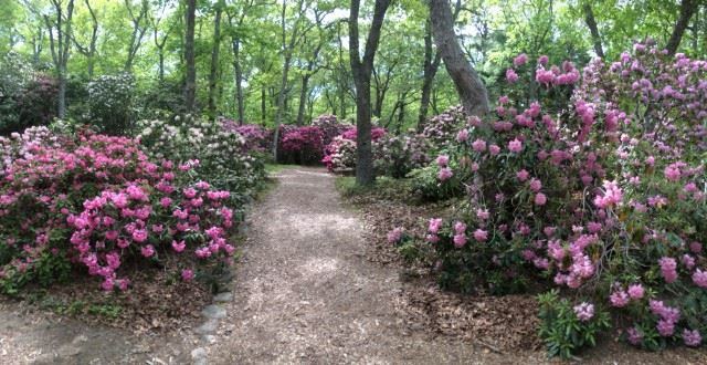 Linden Place Mansion - 6