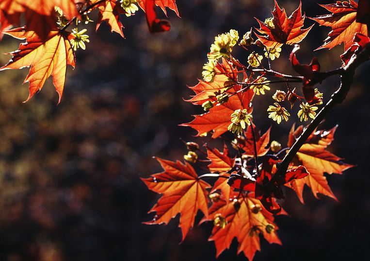 St. Bernards Broken Chapel - 3