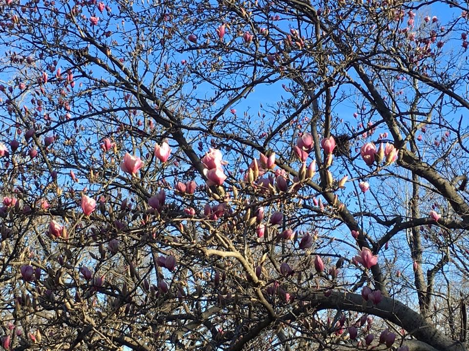 The Peel Compton Foundation - 5