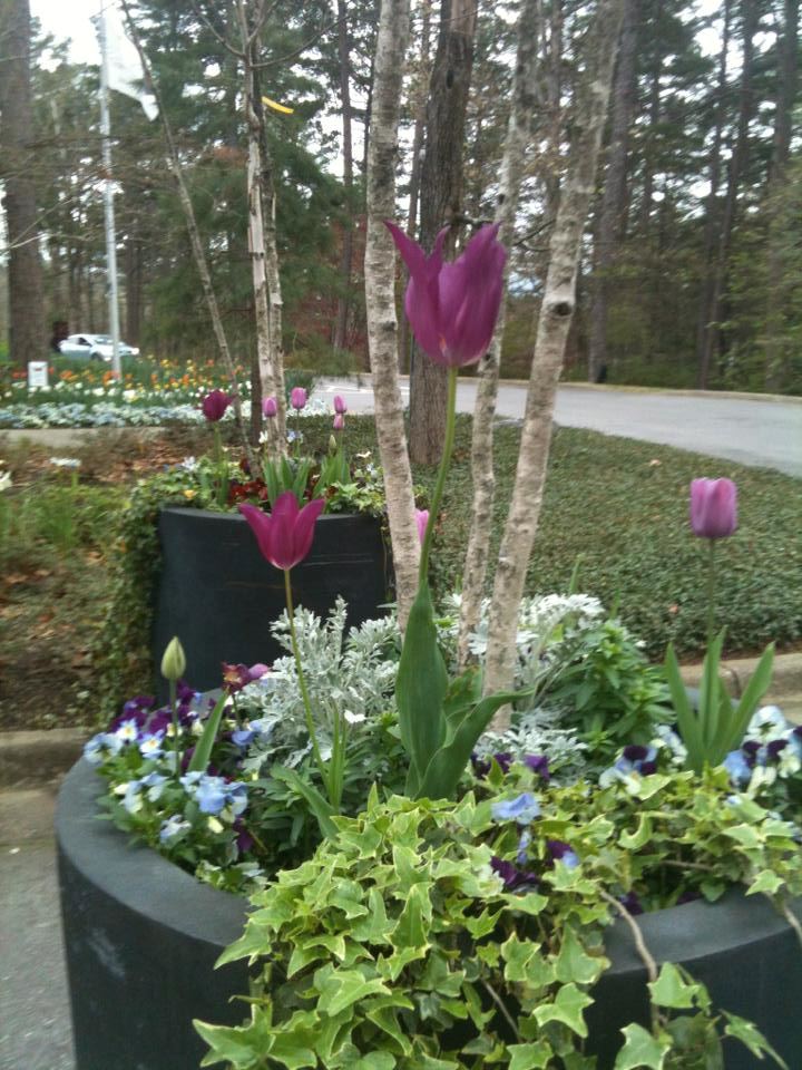 The Arlington Resort Hotel And Spa - 2