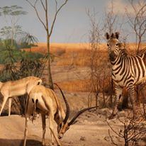 Milwaukee Public Museum - 6