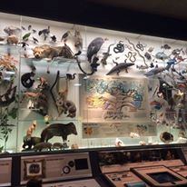 Milwaukee Public Museum - 5