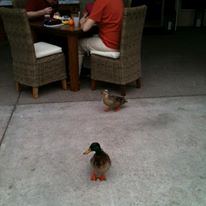 Gainey Suites Hotel - 6