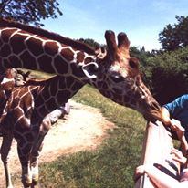 Sheraton Indianapolis City Centre Hotel - 2