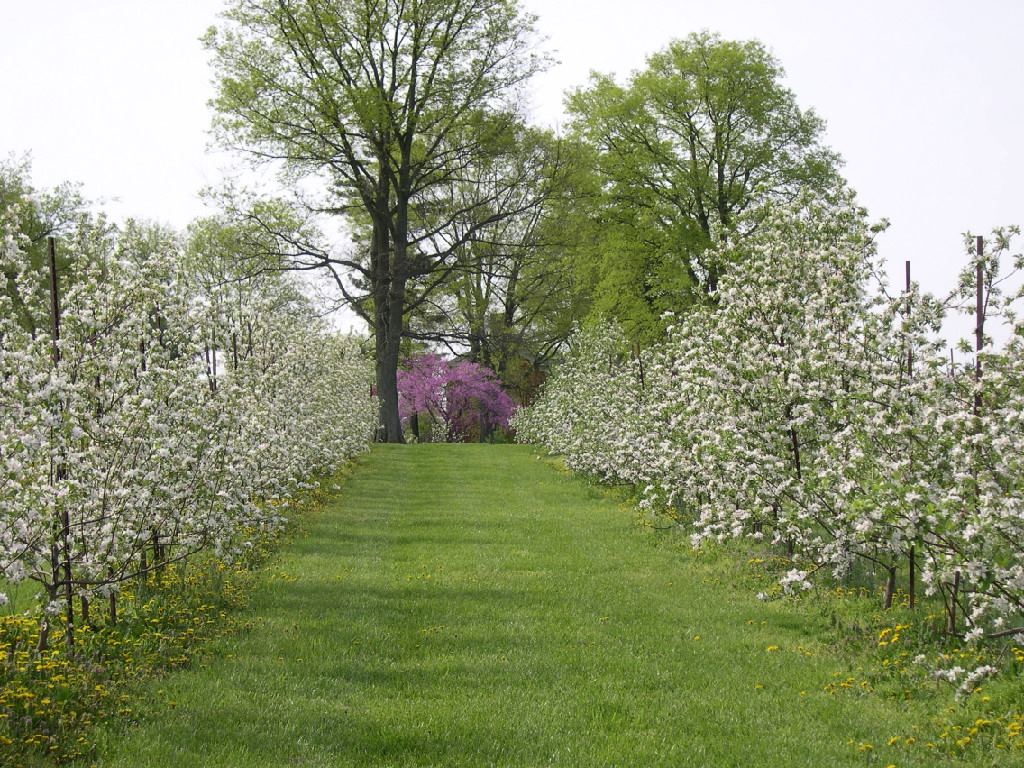 Highpoint Orchard - 2