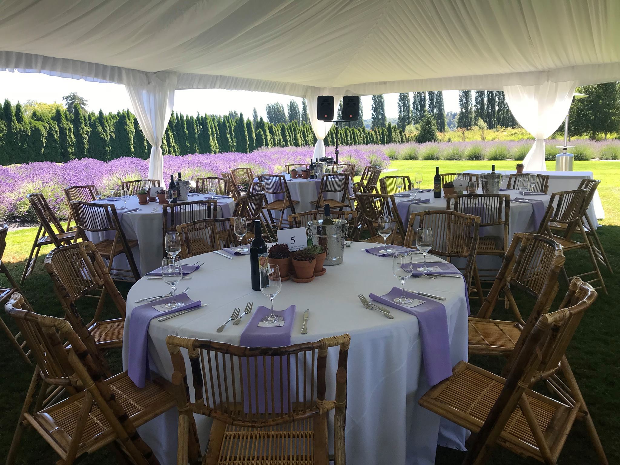 Woodinville Lavender - 7