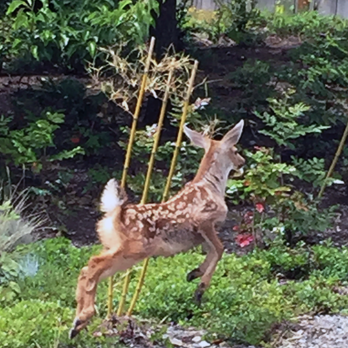 Tibbetts Creek Manor - 3