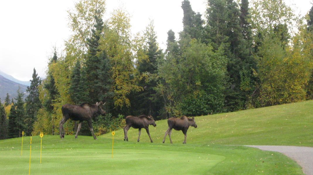 O'Malley's On The Green - 6