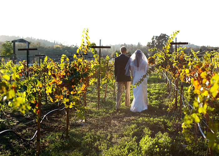 Rough And Ready Vineyards - 2