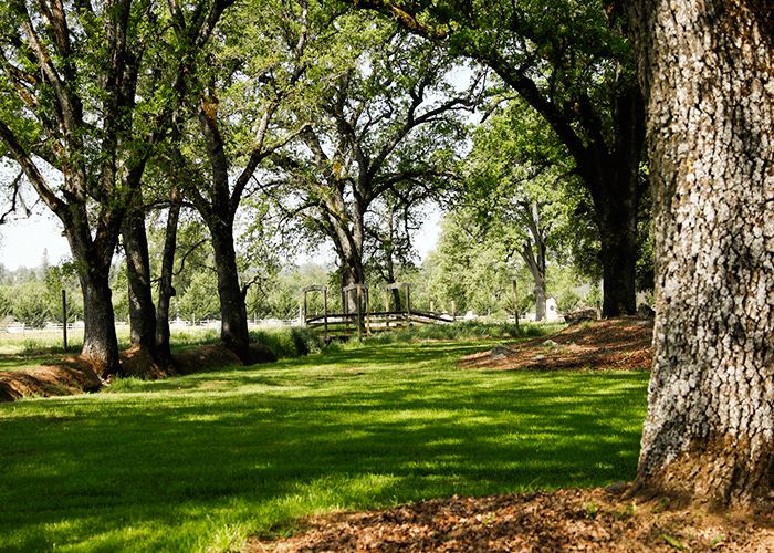 Rough And Ready Vineyards - 3