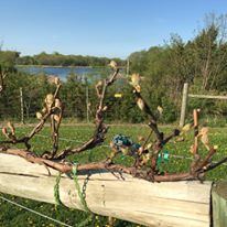 Winehaven Winery And Vineyard - 2