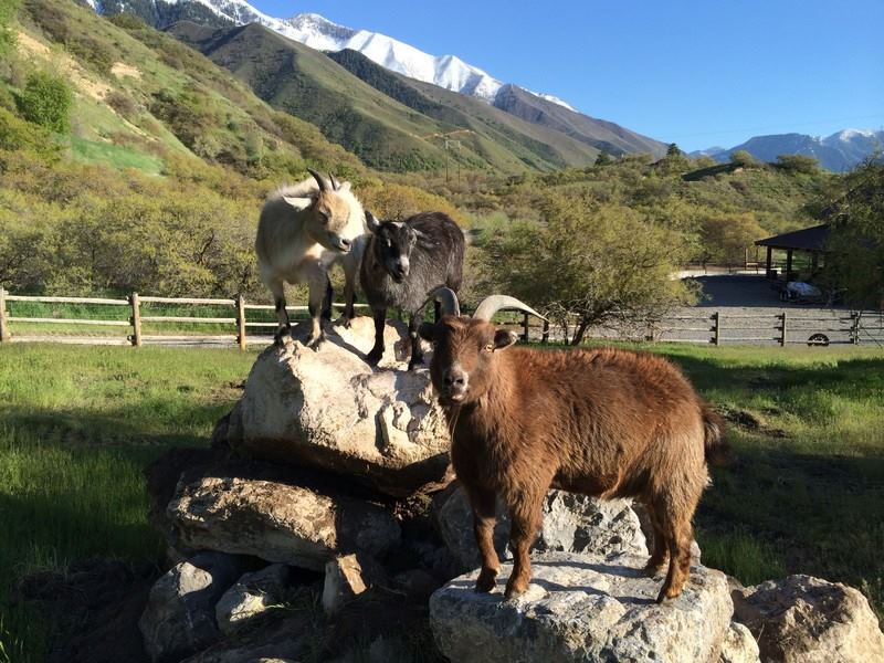 Quiet Meadow Farm Weddings And Events - 3