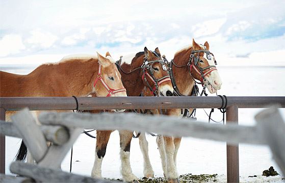 National Museum Of Wildlife Art - 4