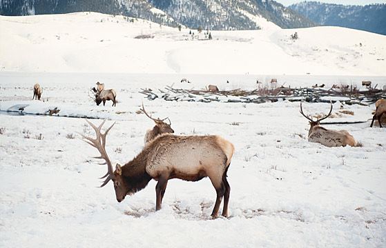 National Museum Of Wildlife Art - 5