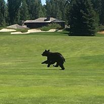 Teton Pines Country Club - 6
