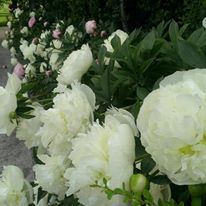 Trail End Historic Site - 1