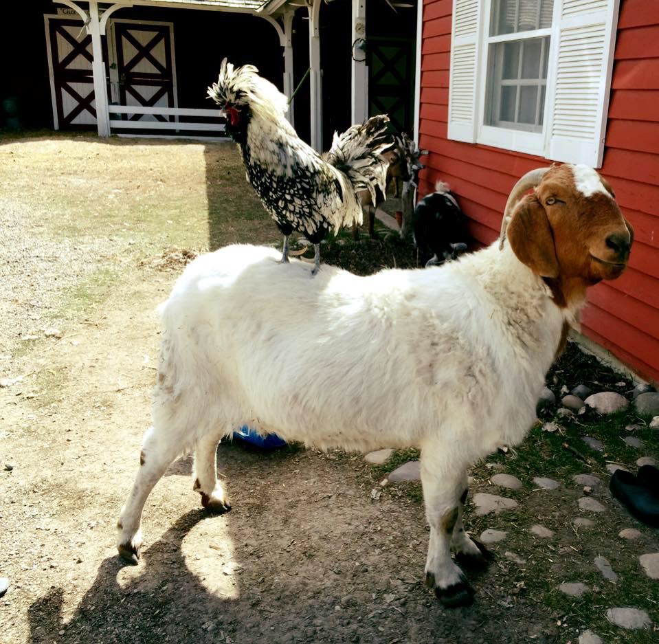 Rancho Alegre Lodge - 5