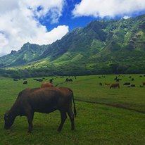 Kualoa Ranch Hawaii - 6