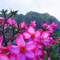 Kualoa Ranch Hawaii - 3