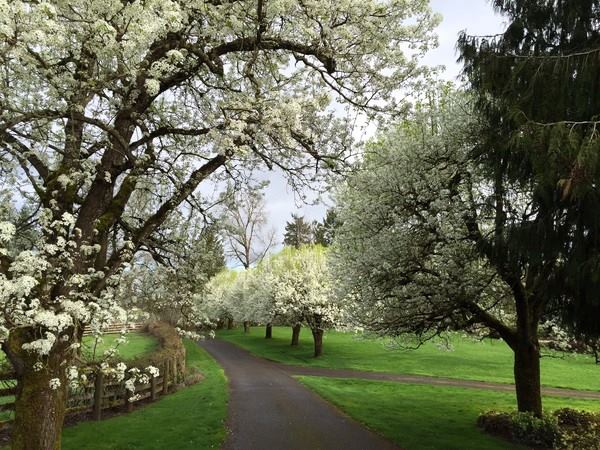 Viola Farm At Bear Creek - 3