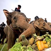 The Royal Livingstone Victoria Falls Zambia Hotel by Anantara - 6