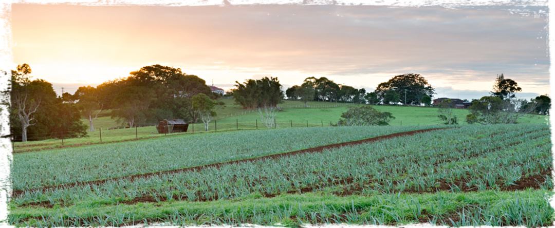 Three Blue Ducks - Rosebery - 1